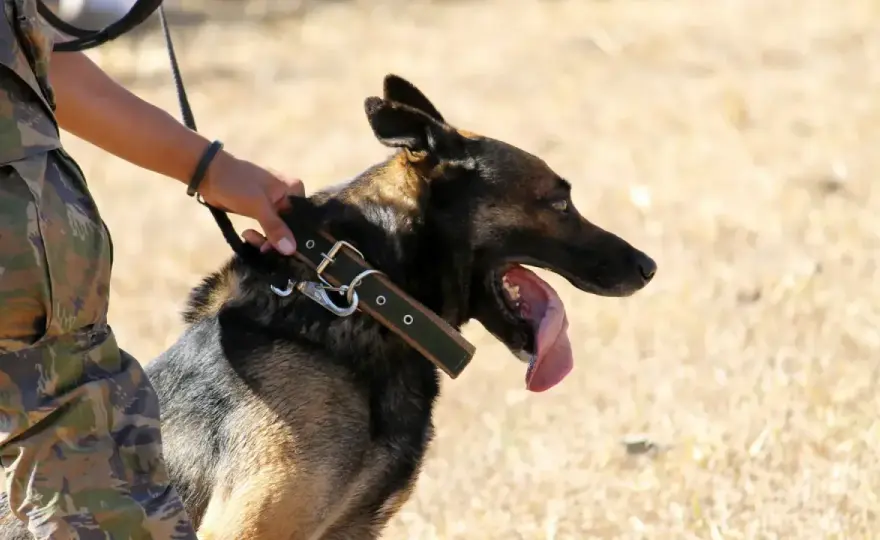 Psy K9 w służbie - zadania, szkolenie i granice możliwości